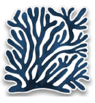 SOU CORAL STICKER